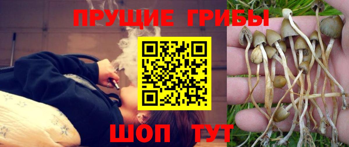 Псилоцибиновые грибы GOLDEN TEACHER Курчатов